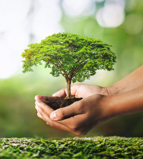 https://bathforte.com/wp-content/uploads/2022/11/hand-holdig-plant-growing-green-background-with-sunshine_v2.jpg